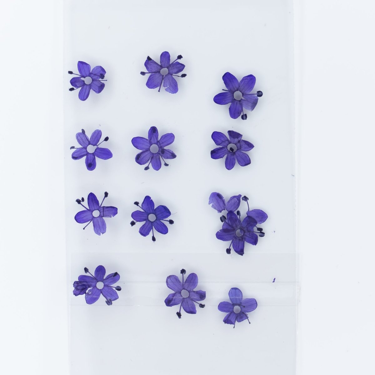 Dry Flowers (100) - Hey Beautiful Nail Supplies