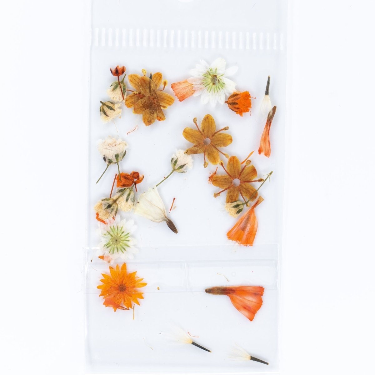 Dry Flowers (26) - Hey Beautiful Nail Supplies