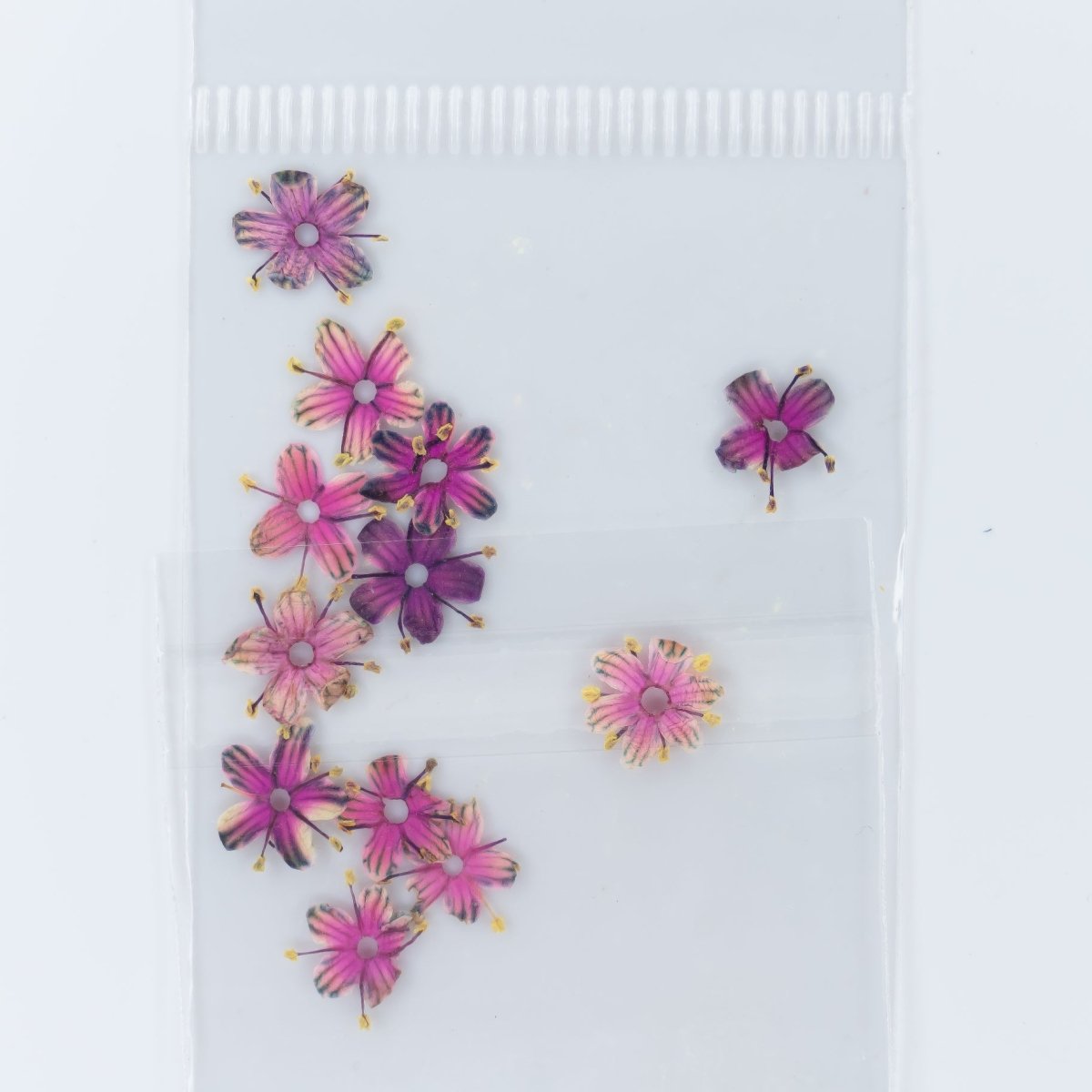 Dry Flowers (98) - Hey Beautiful Nail Supplies
