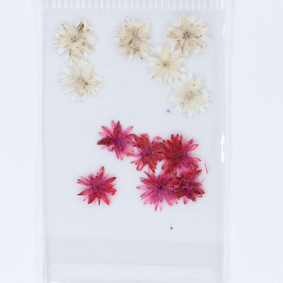Dry Flowers (37) - Hey Beautiful Nail Supplies
